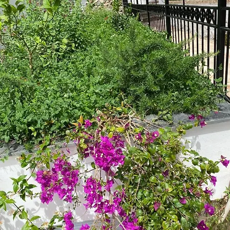 Berti's Garden * Sarandë