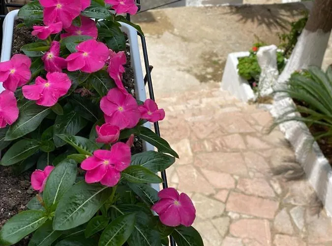 Berti's Garden * Saranda